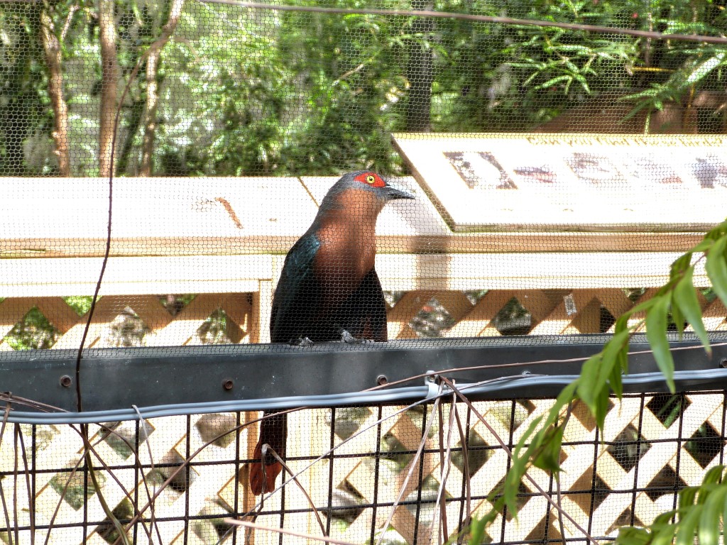 Chestnut-breasted Malkoha (Phaenicophaeus curvirostris) by Lee at PB Zoo
