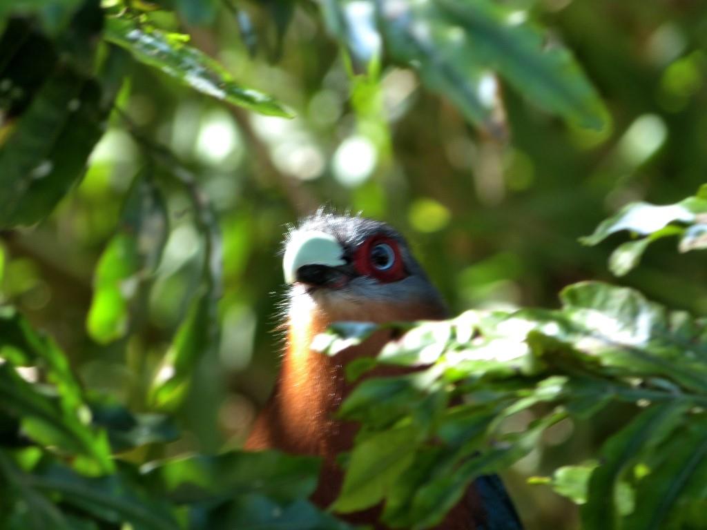 Chestnut-breasted Malkoha (Phaenicophaeus curvirostris) by Lee at ZM 2014