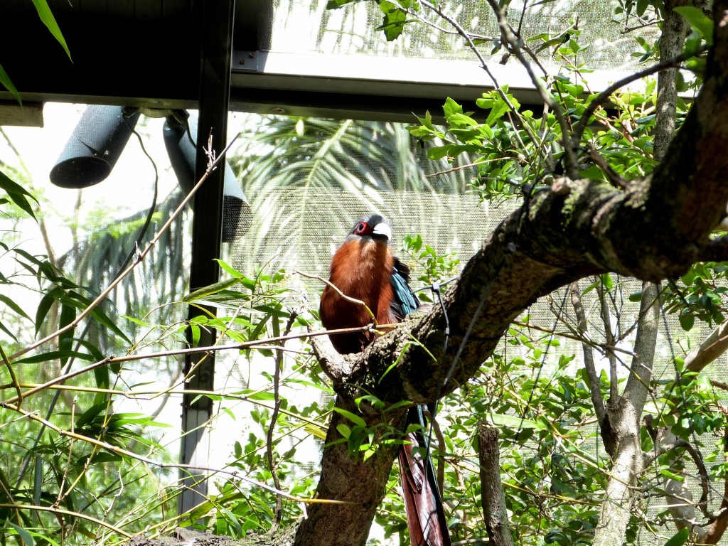 Chestnut-breasted Malkoha (Phaenicophaeus curvirostris) Palm Beach Zoo by Lee