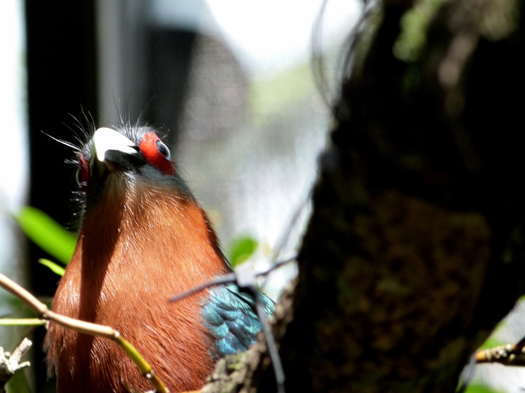 Chestnut-breasted Malkoha (Phaenicophaeus curvirostris) Palm Beach Zoo by Lee