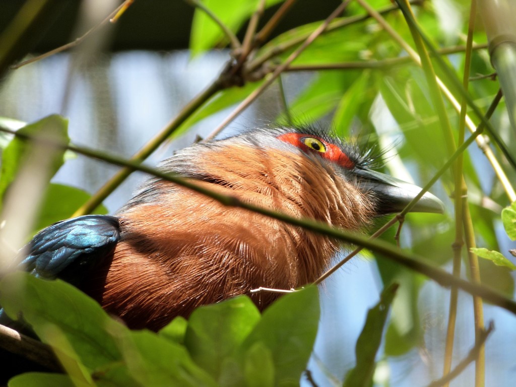 Chestnut-breasted Malkoha (Phaenicophaeus curvirostris) Palm Beach Zoo by Lee