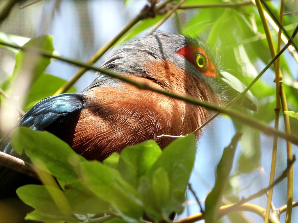 Chestnut-breasted Malkoha (Phaenicophaeus curvirostris) Palm Beach Zoo by Lee