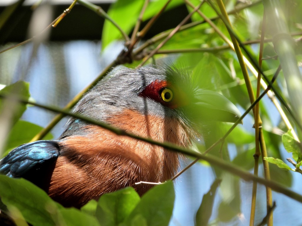 Chestnut-breasted Malkoha (Phaenicophaeus curvirostris) Palm Beach Zoo by Lee