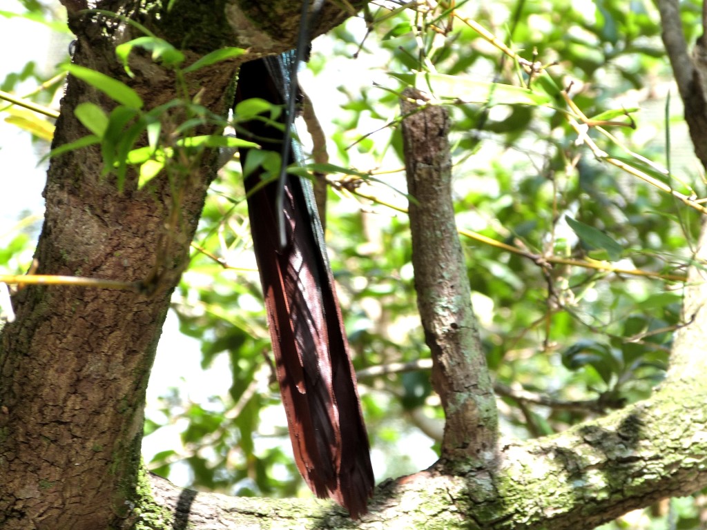 hestnut-breasted Malkoha (Phaenicophaeus curvirostris) Palm Beach Zoo by Lee