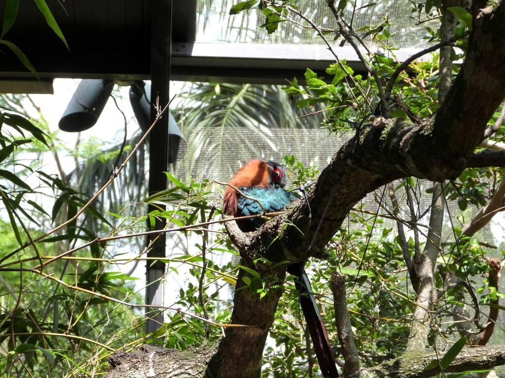 Chestnut-breasted Malkoha (Phaenicophaeus curvirostris) Palm Beach Zoo by Lee