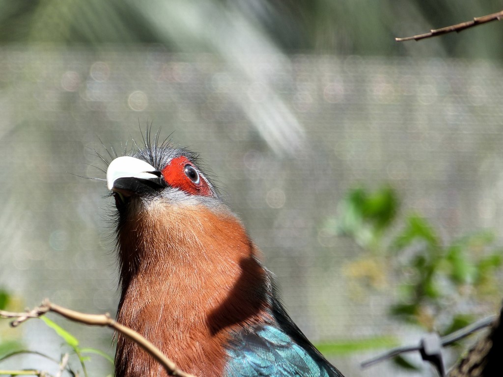 Chestnut-breasted Malkoha (Phaenicophaeus curvirostris) Palm Beach Zoo by Lee