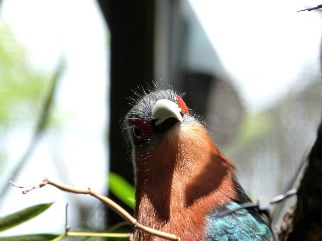 Chestnut-breasted Malkoha (Phaenicophaeus curvirostris) Palm Beach Zoo by Lee