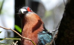 Birds of the Bible – Chestnut-breasted Malkoha