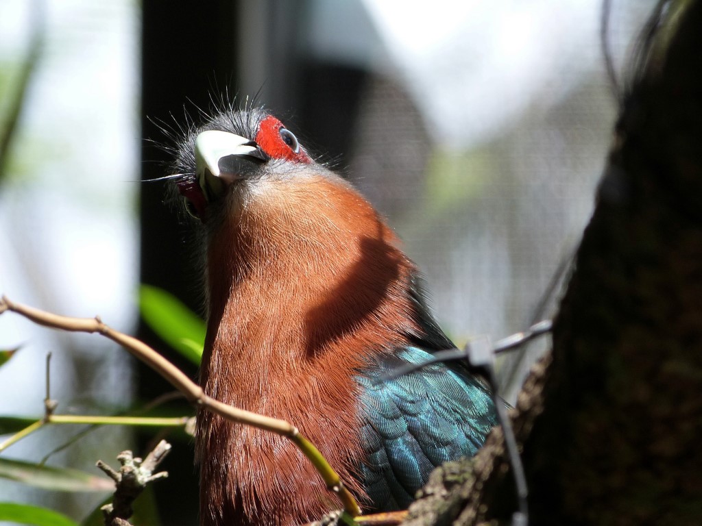 Chestnut-breasted Malkoha (Phaenicophaeus curvirostris) Palm Beach Zoo by Lee
