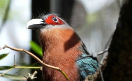 Avian and Attributes –&nbsp;Mercy