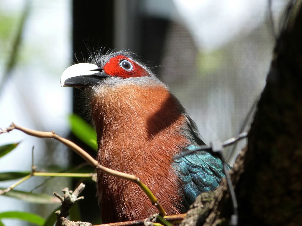 Chestnut-breasted Malkoha (Phaenicophaeus curvirostris) Palm Beach Zoo by Lee