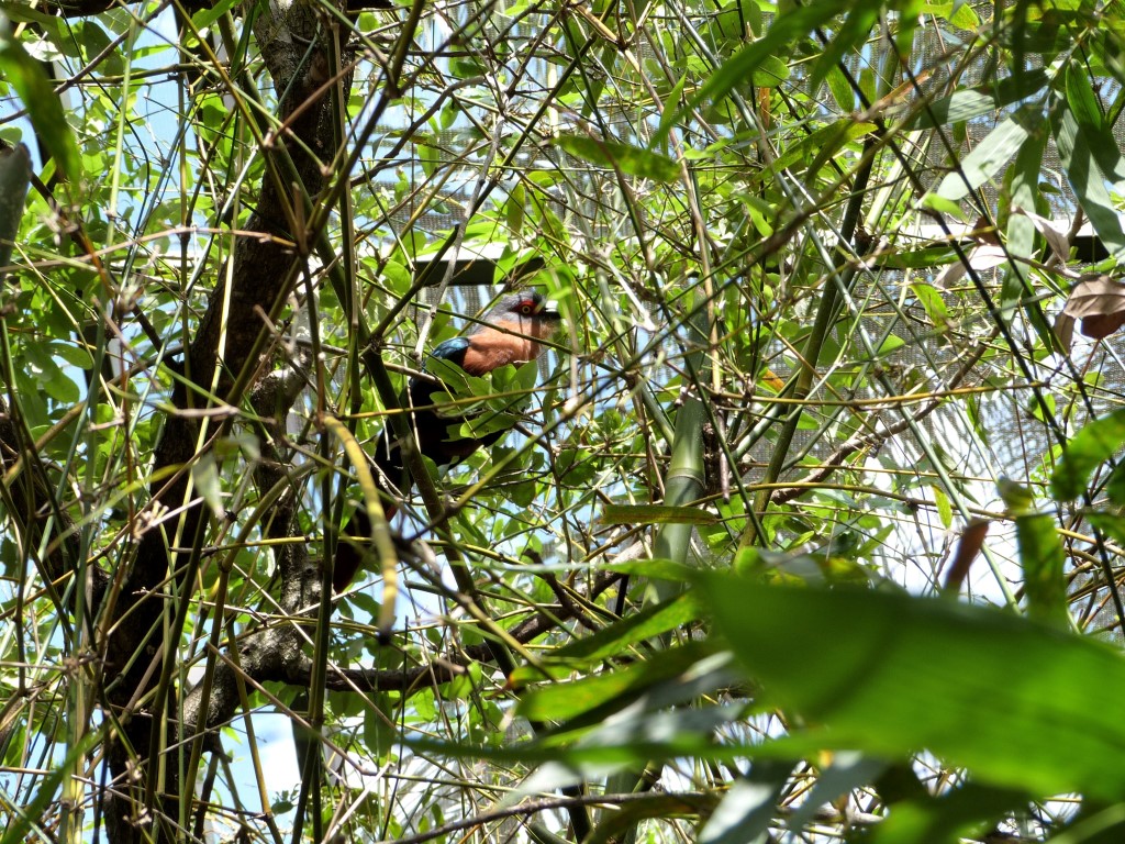 Chestnut-breasted Malkoha (Phaenicophaeus curvirostris) Palm Beach Zoo by Lee