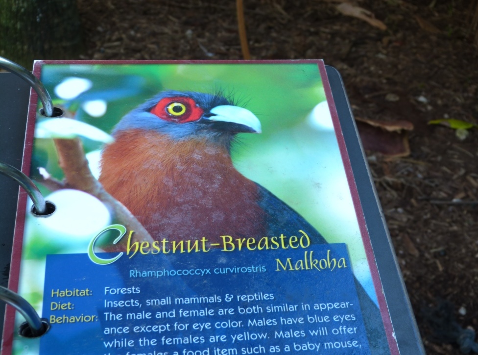 Chestnut-breasted Malkoha (Phaenicophaeus curvirostris) Sign by Lee at ZM 2014