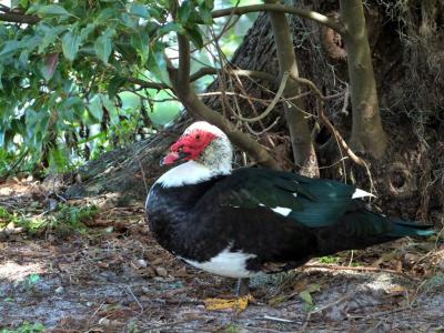 Muscovy Duck