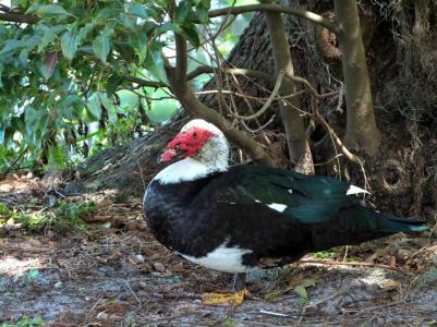 Muscovy Duck