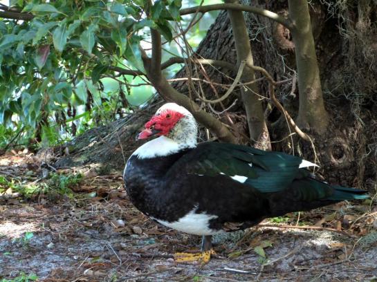 Muscovy Duck