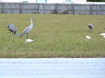 On Duty Sandhill Crane by Lee