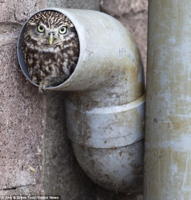 Owl in Drain - If It Fits-I Sits