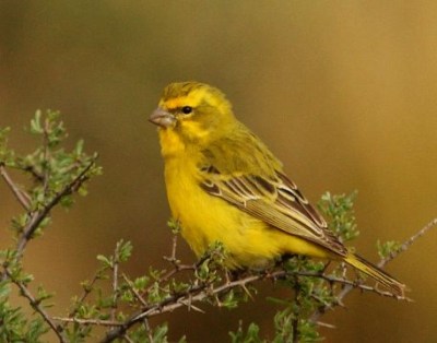 Yellow Canary (Crithagra flaviventris) Male ©WikiC