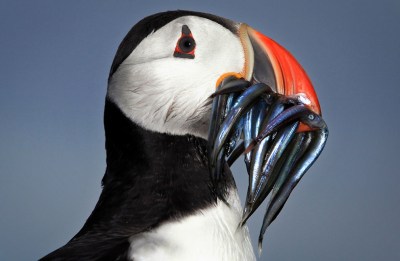 Puffin with Sand Eels