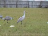 Sandhill Crane on duty by Lee across street