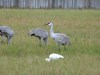 Sandhill Cranes with White Ibis by Lee