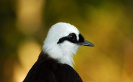 Sunday Inspiration –&nbsp;Laughingthrush