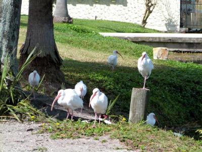 White Ibises
