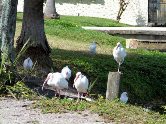 White Ibises