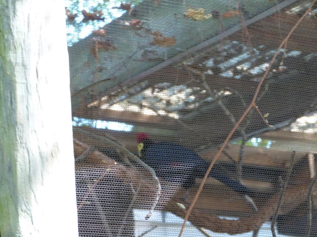 Ross's Turaco (Musophaga rossae) by Lee RBZoo