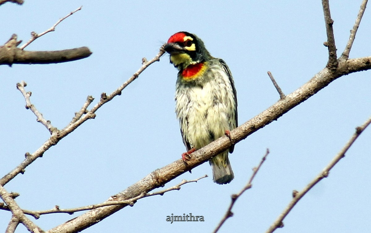 AJMithra's Photo of a Coppersmith Barbet (Megalaima haemacephala)