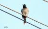 AJMithra's Photo of a Red-vented Bulbul (Pycnonotus cafer)