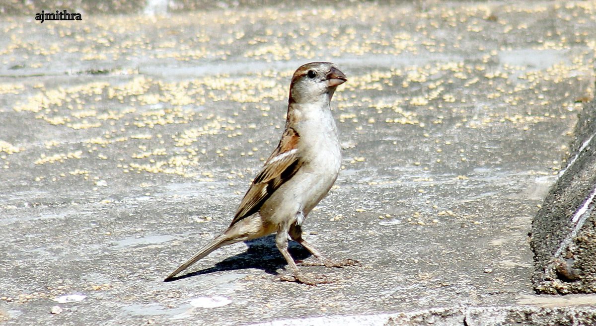 AJMithra's Photo Titled of a sparrow and a Sparrow Saviour