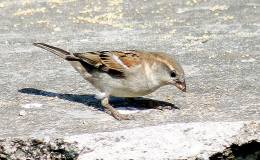 Bible Birds – Sparrows&nbsp;I