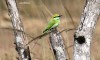 AJMithra's Photo of Green Bee-eater