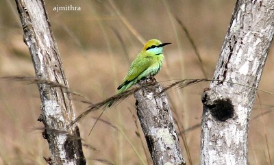 AJMithra's Photo of Green Bee-eater