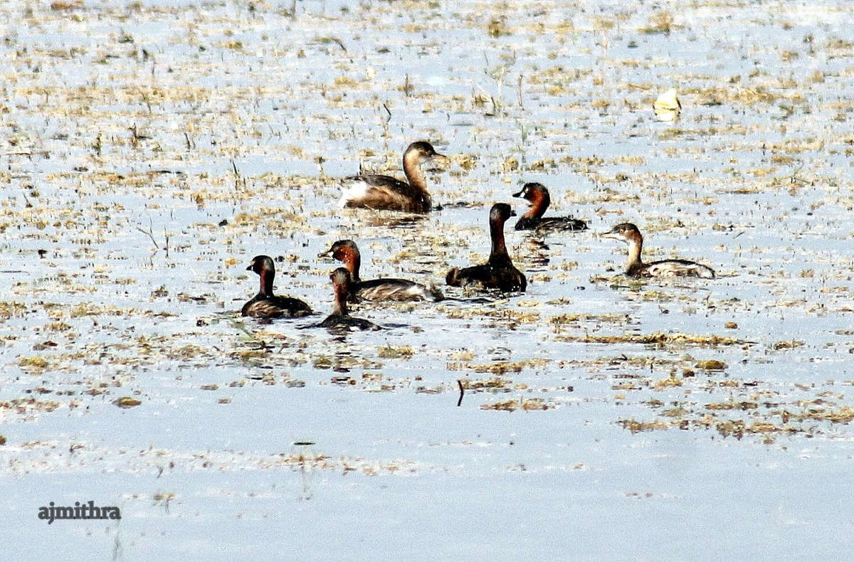 AJMithra's Photo of Grebes