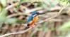 AJMithra's Photo of Common Kingfisher (Alcedo atthis)