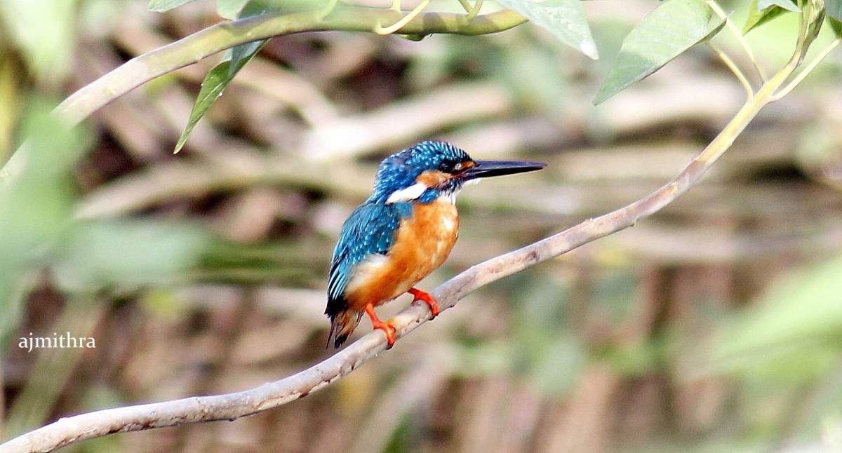 AJMithra's Photo of Common Kingfisher (Alcedo atthis)