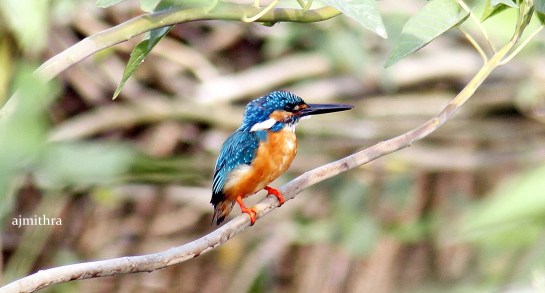AJMithra's Photo of Common Kingfisher (Alcedo atthis)