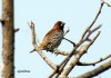 AJMithra's Photo of Scaly-breasted Munia (Lonchura punctulata)