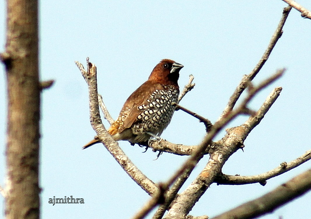 AJMithra's Photo of Scaly-breasted Munia (Lonchura punctulata)