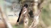AJMithra's Photo of Red-vented Bulbul (Pycnonotus cafer)