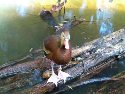 Black-bellied Whistling Duck (Dendrocygna autumnalis) at Palm Beach Zoo by Lee 