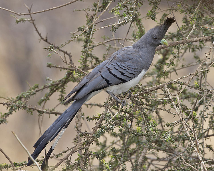 Grey Go-away-bird (Corythaixoides concolor) ©WikiC