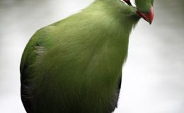 Sunday Inspiration –&nbsp;Turacos