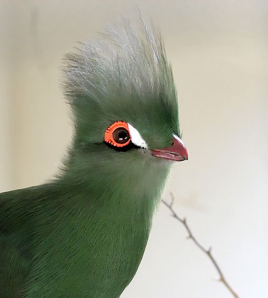 Hartlaub's Turaco (Tauraco hartlaubi) ©WikiC