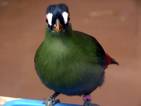 Hartlaub's Turaco (Tauraco hartlaubi) ©WikiC