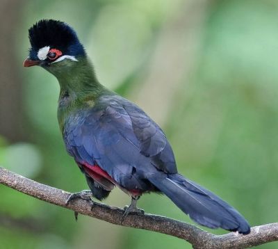 Hartlaub's Turaco (Tauraco hartlaubi) ©WikiC