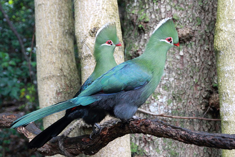 Knysna Turaco (Tauraco corythaix) ©WikiC